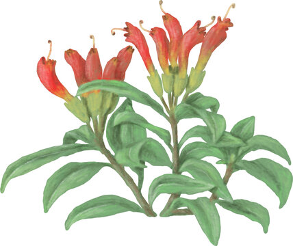 Aeschynanthus speciosus