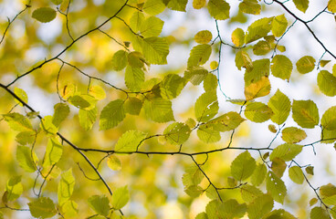 autumn hornbeam leaves