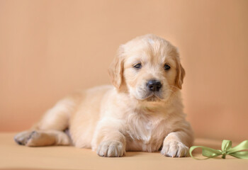 small puppy golden retriever on the background. dog portrait 1 month old