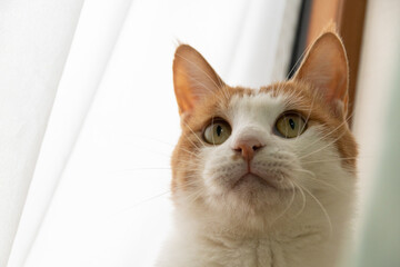 見つめる猫　茶トラ白