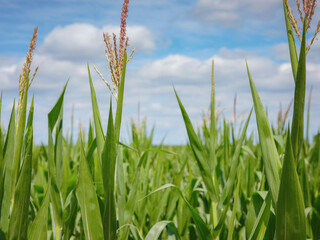 Fototapeta premium a cornfield somewhere on the france-switzerland border