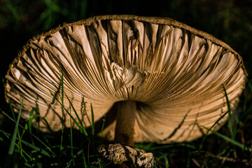 Autumn Mushrooms