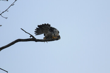 Peregrine Falcon tail feathers