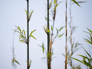Bamboo grass and sky