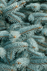 Naklejka na ściany i meble dense branches of a blue spruce closeup. natural background of blue spruce outdoors in a park or forest. a real Christmas tree in nature. selective focus. vertical.