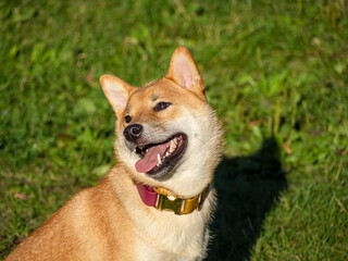 Shiba Inu plays on the dog playground in the park. Cute dog of shiba inu breed walking at nature in summer. walking outside. 