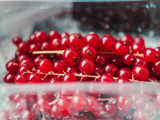 Group of red and wet currants in plastic container