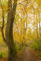 Fototapeta premium Northumberland woodland in autumn