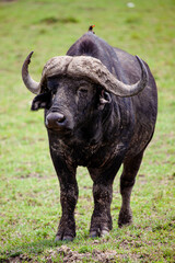 An African Buffalo staring across the Masai Mara in Kenya, Africa