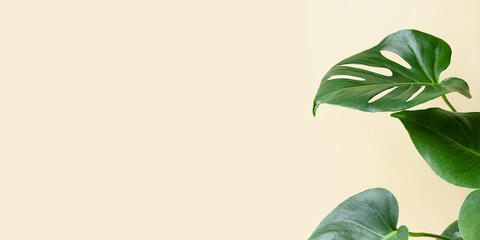 Monstera or Swiss Cheese plant on a beige background. A houseplant in a modern interior. Minimalism concept. Banner.