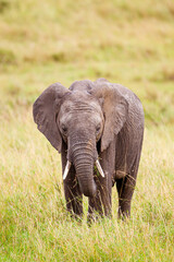 Fototapeta na wymiar Elephant grazing on the open savannah of the Masai Mara, Kenya 