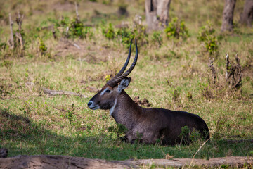 Defassa Waterbuck looks back across the Masai Mara, Kenya	