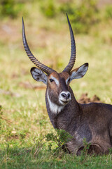 Defassa Waterbuck looks back across the Masai Mara, Kenya	
