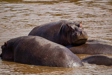 Fototapeta premium A group of hippopotamus relax in a shallow pond in the Masai Mara, Kenya