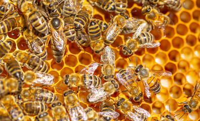 Beautiful honeycomb with bees close-up. A swarm of bees crawls through the combs collecting honey. Beekeeping, wholesome food for health.