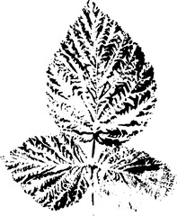 Set of leaf prints. Autumn herbarium stamps leaves