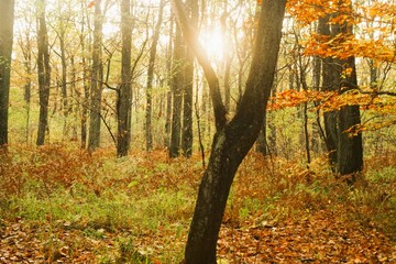 Las jesienią, Polska