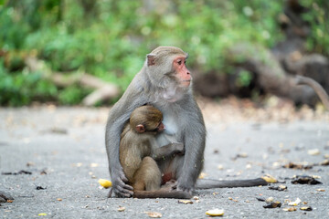 Formosan macaque, Formosan rock monkey also named Taiwanese macaque in the wild.