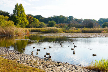 秋晴れの見沼自然公園（埼玉県さいたま市）