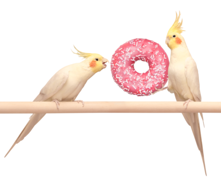 Two birds are going to eat a delicious donut in pink glaze. One parrot holds a treat in its paw, the other reaches out to take a bite. Funny animals. Everyone loves donuts