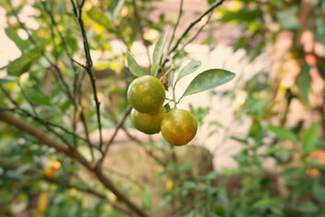 Fruits or oranges hanging on a tree in the garden