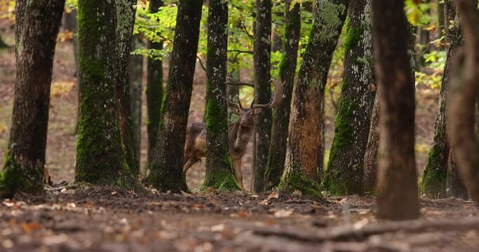 Majestic fallow deer, dama dama, stag walking of the edge of large forest in autumn forest during ruting season. Male mammal coming closer. 4k video.