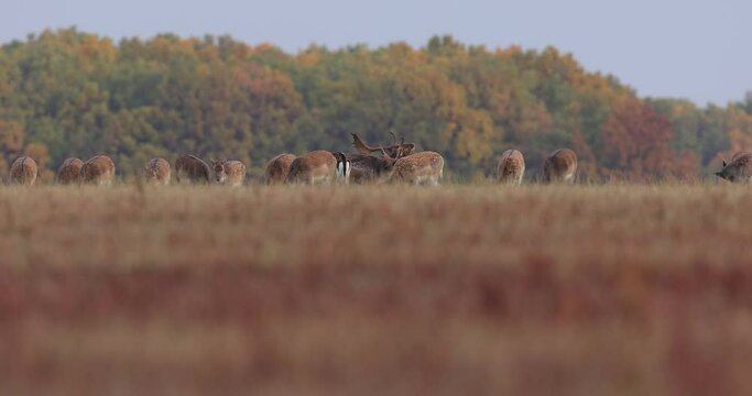 Majestic fallow deer, dama dama, stag walking with his herd of the edge of large forest in autumn forest during ruting season. 4k video.