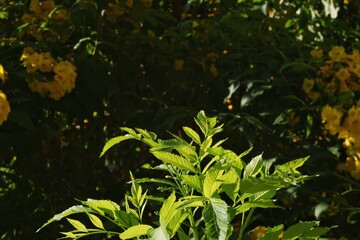 green leaves on nature background