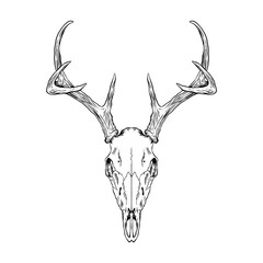 deer head skull