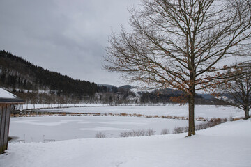 snow forest covered trees in winter
