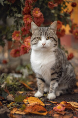 Photo of a beautiful domestic cat in a blooming garden.
