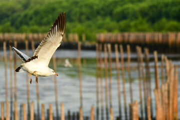 seagull in flight