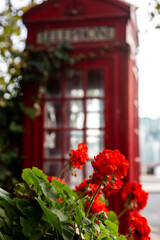 Fototapeta na wymiar Red geraniums in front of a telephone box, with a shallow depth of field
