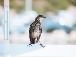 blackbird on a fence
