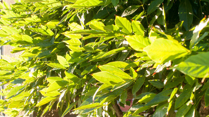 Hojas verdes de arbusto a contraluz