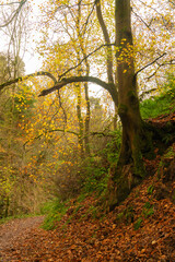 Northumberland woodland in autumn