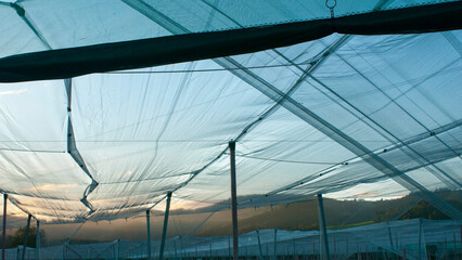 Techo de tela transparente en terreno de cultivo al atardecer