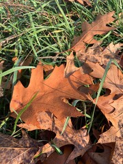 autumn leaves on the ground