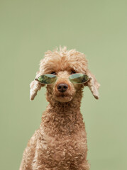 funny dog with glasses on a green background. Happy red little poodle in studio 