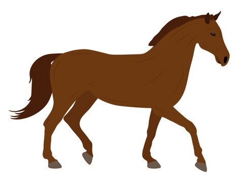 Moving beautiful brown horse on white background. Vector illustration