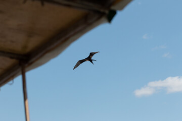 seagull in flight, in Vitoria, Espirito Santo, Brazil