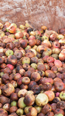 Montón de manzanas maduras y podridas