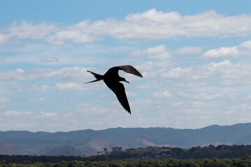 Fototapeta na wymiar seagull in the sky, in Vitoria, Espirito Santo, Brazil