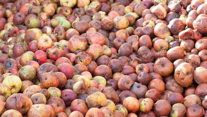 Montón de manzanas maduras y podridas