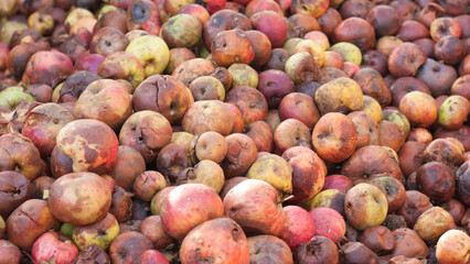 Montón de manzanas maduras y podridas