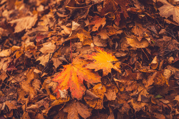 Autumn leaves on the ground