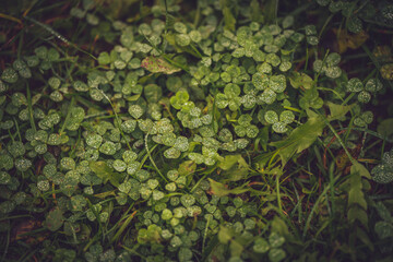 Water on clovers background