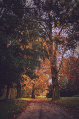 Fototapeta premium Autumn trees in the park landscape