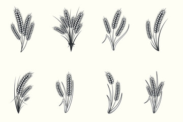 Set of hand drawn black and white silhouettes of wheat ears cereals barley illustration in vintage and retro style on white background