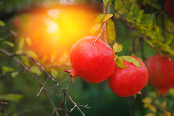 Closeup taste garnet fruit of red organic pomegranate tree in garden plantation